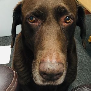 Meet your Posher, Julie